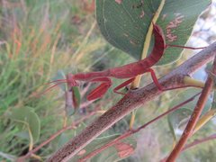Sphodropoda quinquedens