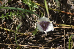 Calochortus elegans nanus