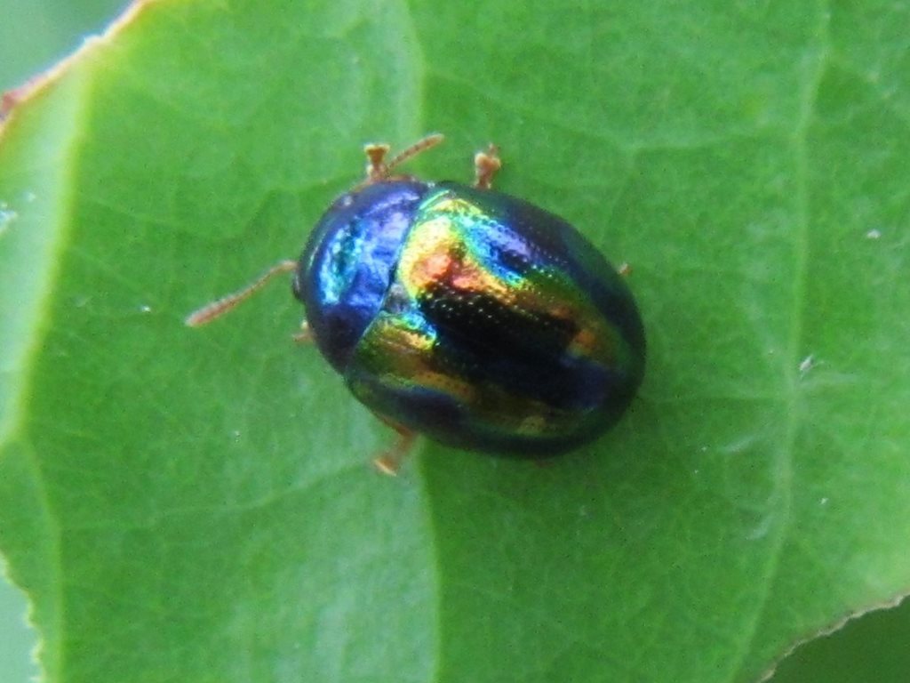 Chalcomela insignis
