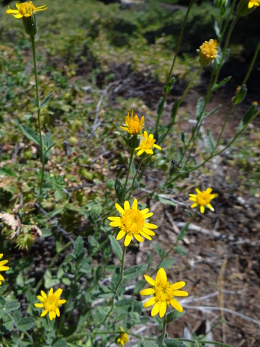 shortleaf alpinegold (Hulsea brevifolia)