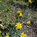 Hulsea brevifolia - Photo (c) Belinda Lo, algunos derechos reservados (CC BY-NC-SA)