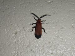 Trichalus serraticornis