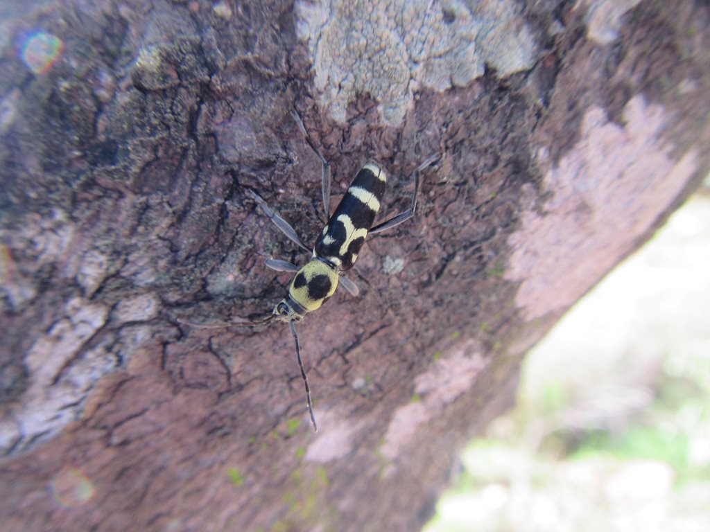 Chlorophorus fristedti