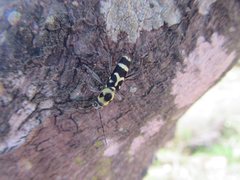 Chlorophorus fristedti