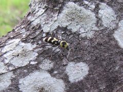 Chlorophorus fristedti
