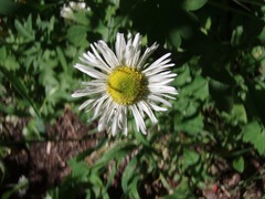 Erigeron coulteri