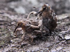 Eutyrhinus meditabundus