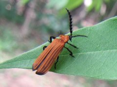 Trichalus serraticornis