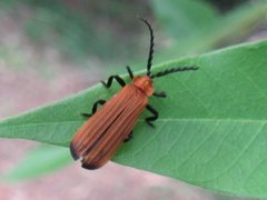Trichalus serraticornis