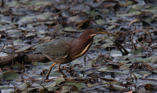 Green Heron photographed in New Hampshire