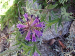 Penstemon procerus