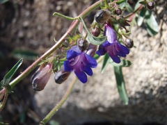 Penstemon