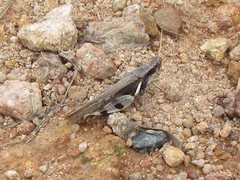 Stenocatantops angustifrons