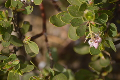 Arctostaphylos nevadensis