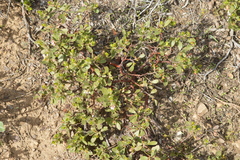 Arctostaphylos nevadensis