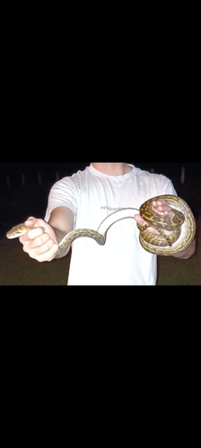 Australian Scrub Python sighting