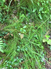 Carex leptalea harperi