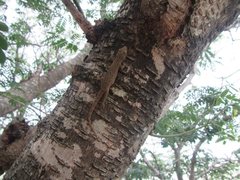 Hemidactylus frenatus