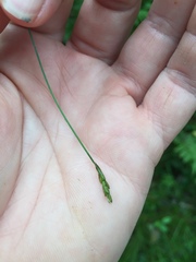 Carex leptalea harperi
