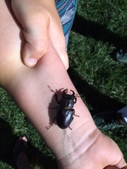 Lucanus mazama