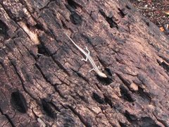 Cryptoblepharus virgatus