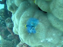 Spirobranchus corniculatus