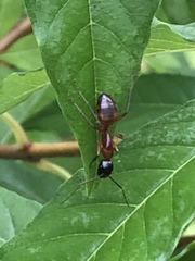 Camponotus americanus