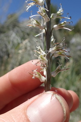 Thelypodium crispum