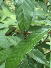 Camponotus americanus