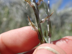 Thelypodium crispum