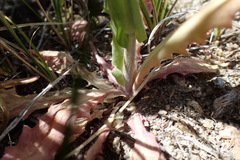 Thelypodium crispum