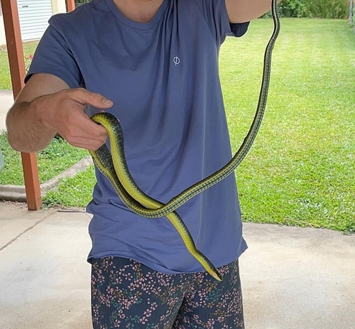 Common Tree Snake sighting