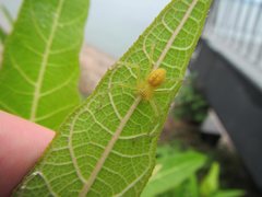 Neosparassus salacius