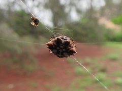 Gasteracantha sacerdotalis