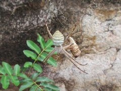 Argiope magnifica