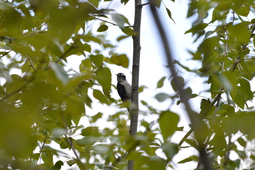 Downy Woodpecker