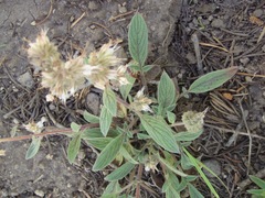 Phacelia mutabilis