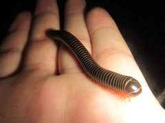 Australocricus
