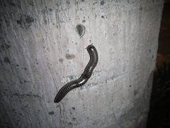 Australocricus