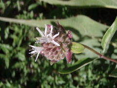 Monardella sheltonii