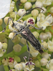 Anoplodera