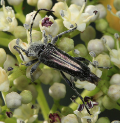 Anoplodera