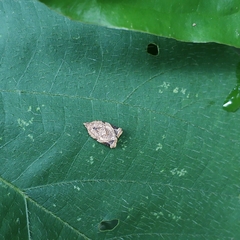 Adoxophyes privatana