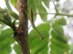 Orthodera ministralis