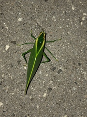 Acropsis tectiformis