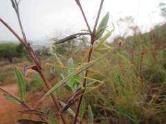Archimantis latistyla