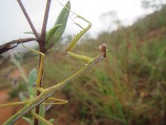 Archimantis latistyla