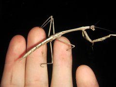 Archimantis latistyla