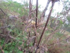 Archimantis latistyla