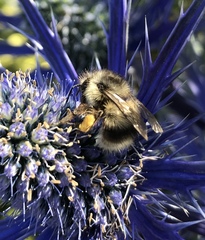 Bombus mixtus